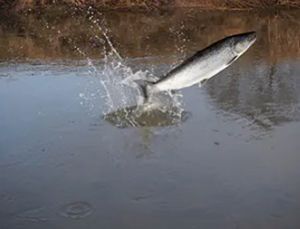 red herring