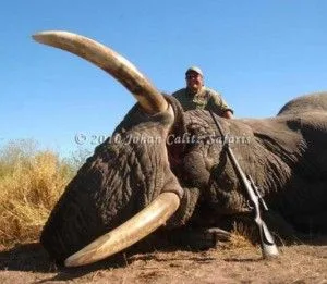 The delight on Jimmy John&rsquo;s face after killing this tusker is comparable to the delight you will experience eating his gourmet sandwiches. We recommend the vegetarian, described as &ldquo;layers of provolone cheese separated by real avocado spread, sliced cucumber, lettuce, tomato and mayo.  Truly a gourmet sub not for vegetarians only.... peace dude&rdquo;.  Following protests, the Johan Calitz Safaris pulled down these copyrighted images from their online marketing. (left and below)
