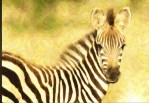 zebra 2