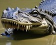gator 5