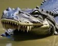 gator 5