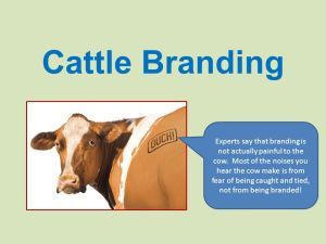 Experts say that branding is not actually painful to the cow. Most of the noises you hear the cow make is from fear of being caught and tied, not from being branded!
