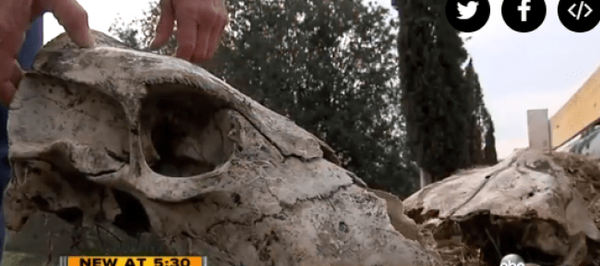 Skulls found at HiCaliber