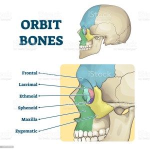 Orbit bones labeled educational anatomical division scheme vector illustration. Face skeleton zones description with frontal, lacrimal, ethmoid, sphenoid, maxilla and zygomatic contours in skull.