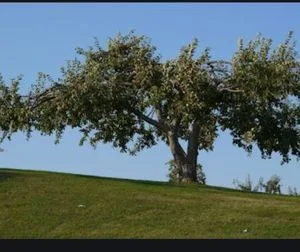 The sour apple tree