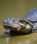 gator 4