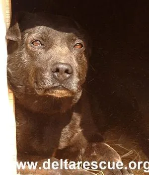 Black dog peeks out from a dark doorway, face and front paws lit by sunlight, watermark www.deltarescue.org visible at bottom.