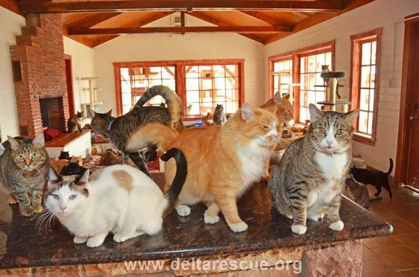 Several cats crowd a granite kitchen island in a sunlit room, indoors at Delta Rescue.