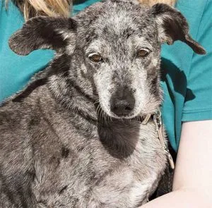 Brindle grey dog with ears flopped, sitting close to a person wearing a teal shirt.