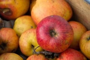 Apples (After Changes)