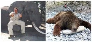 On the left Jimmy has bagged an elephant and on the right a giant grizzly bear, two animals that few sandwich shop owners  ever get to kill.  In recent years, following protests by anti hunting activists who threatened to not buy their gourmet sandwiches at his shops, Jimmy John Liautuad removed all images he could of his big game hunting exploits. Happily some were preserved by others to permanently record his brave deeds.