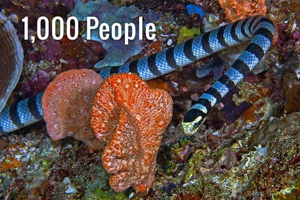 a-sea-snake-can-kill-as-many-as-1000-people-with-its-venom