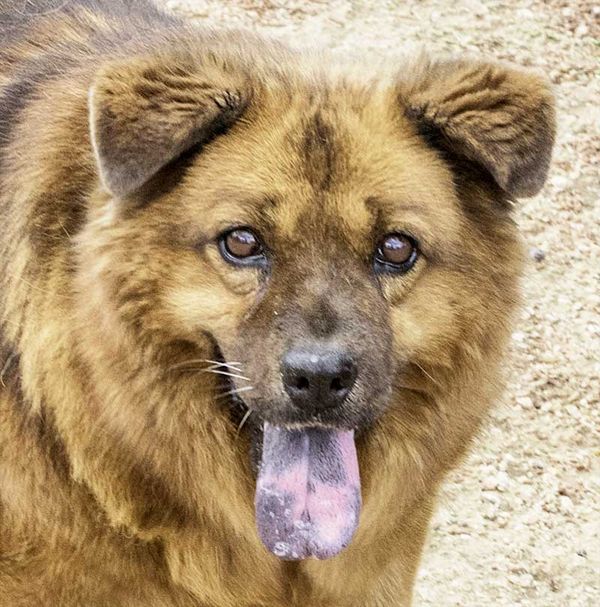 Brown fluffy dog with tongue hanging out, looking at the camera in an outdoor setting?