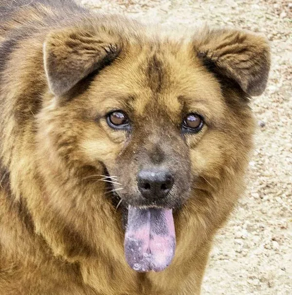 Brown fluffy dog with tongue hanging out, looking at the camera in an outdoor setting?