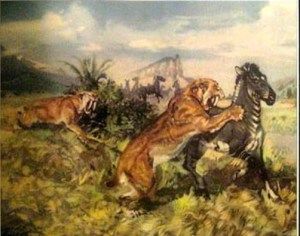 sabre tooth tiger animals