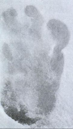 Both creatures, Vanguard and Yeti, have similar sized feet: Vanguard's shoe size is six 1/2; 6 E. [Above] The reputed footprint of Yeti.