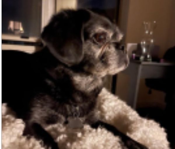 Danielle Roberts' dog, RJ.