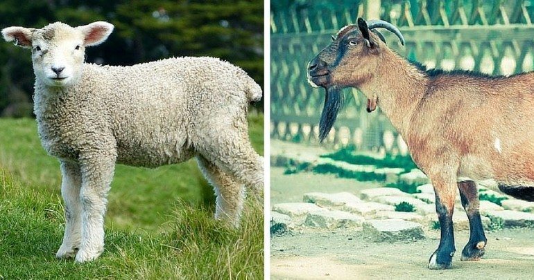 Video Shown Where Raniere Jokes About Fucking Goats and Sheep