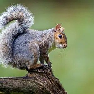 The Squirrel is Sciuridae, a family that includes small or medium-size rodents. The Church of Scientology calls practitioners of and believers in Scientology without its sanction "squirrels"—a term L. Ron Hubbard coined to describe those who alter Scientology technology or practice it in a nonstandard fashion.