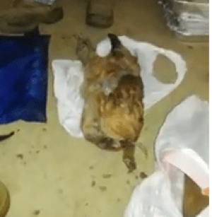 Headless chicken found at HiCaliber.