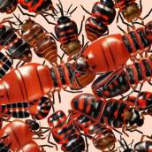 cimex lectularius bed bug ai nightcafe