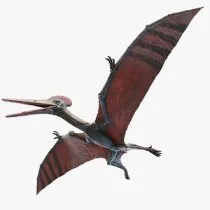 Pterosaur in flight.