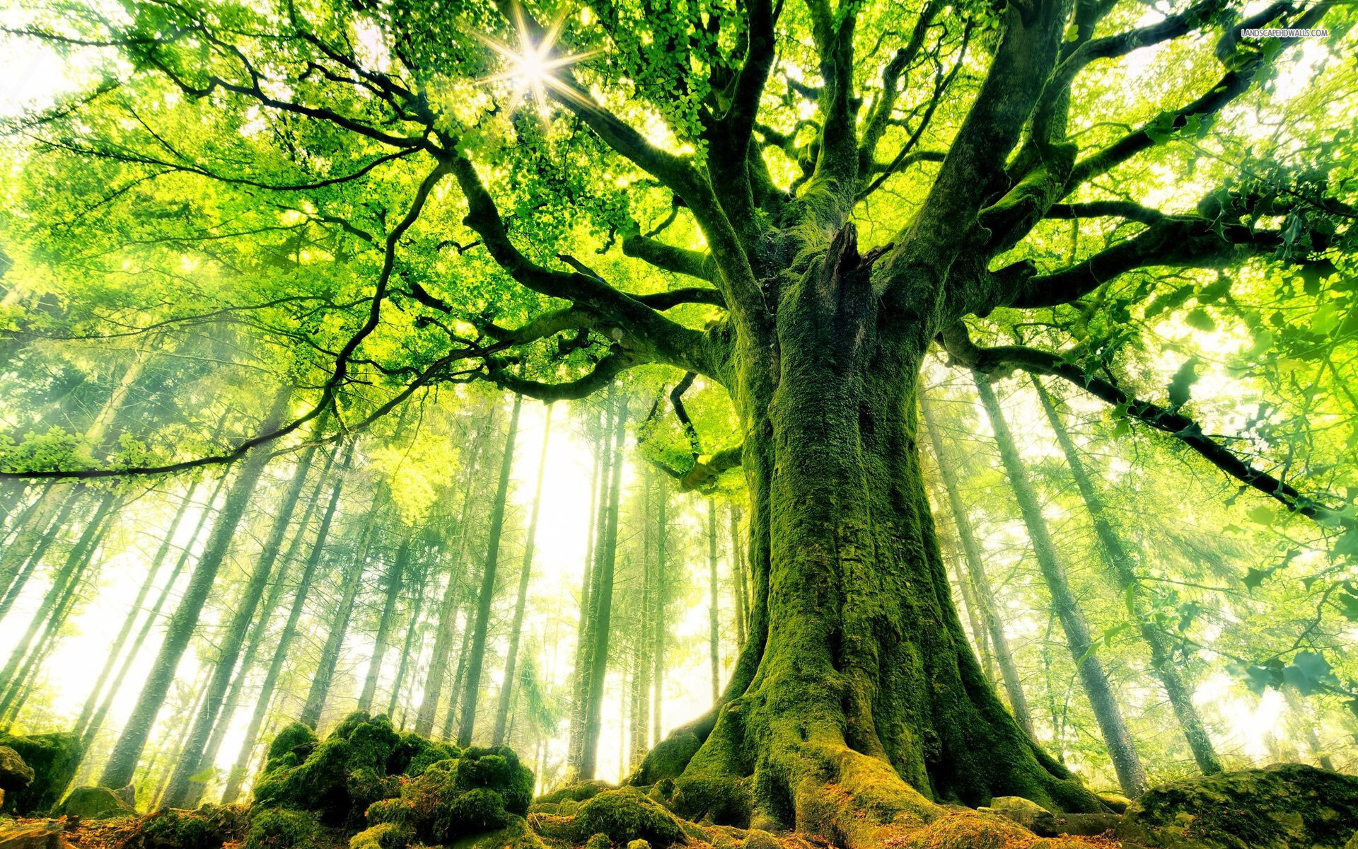 The Wizard: Analogy to the Trees, Pt 2: The Plentiful Forest – A NXIVM allegory