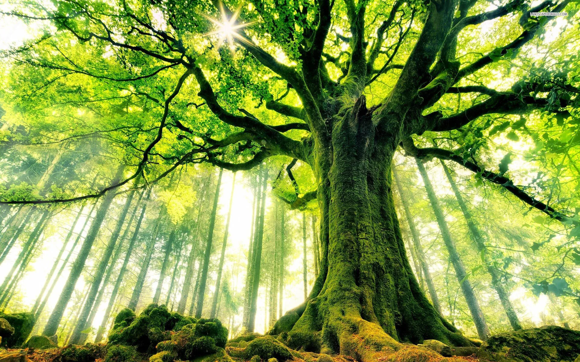 The Wizard: Analogy to the Trees, Pt 2: The Plentiful Forest – A NXIVM allegory