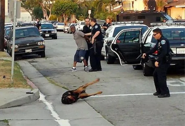 Attorney seeks charges against Buffalo Police in dog ‘shooting spree’