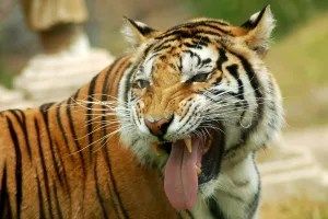 Tiger Tiger Burning Bright