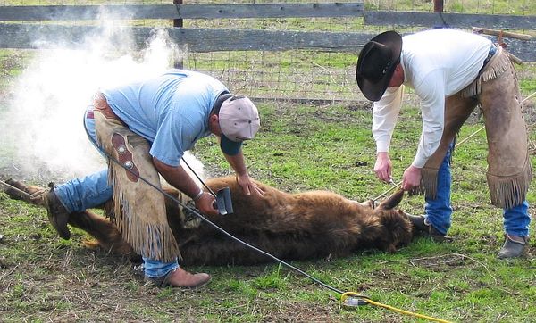 It would be considered inhuman to brand cattle on their pubic region. For the safety of the cattle, they are branded on the backs, hips or shoulders.
