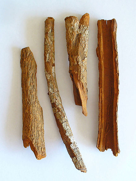 Can Simple Bark From Chinchona Tree Cure Coronavirus?
