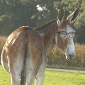 This Sara's donkey claims to be the smartest ass in the world - or something like that.