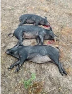 dead pigs boar