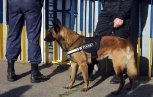 K-9 training goes on at MDC all the time