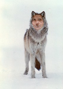 Jocelyn 'Wolf' Hurwitz