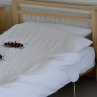 cimex lectularius bed bug ai nightcafe