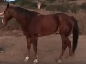 Michelle Knuttila named this horse Marek, after one of her critics. On a Facebook page of a Knuttila critic, in a video entitled "Founder of HiCaliber Horse Rescue Maliciously Shoots and Kills a Horse," the critic, using the moniker, Big Brother, writes, "The founder, Michelle Knutilla, is the person narrating this video. She intentionally named a horse after a woman she hates, Jennifer Marek. Her goal was to ... to shoot and kill a horse that she could in some way connect to this woman. Despite the fact this horse could have been adopted, she opted to shoot the horse in the face without giving him a chance. All because she is a demented, sick human being. We can only imagine the joy she must of felt as she killed this poor horse."