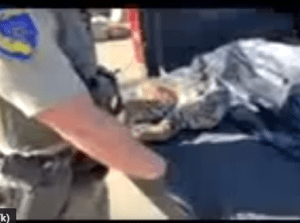 Frozen bobcat, an endangered species, found in HiCaliber freezer with other food items.