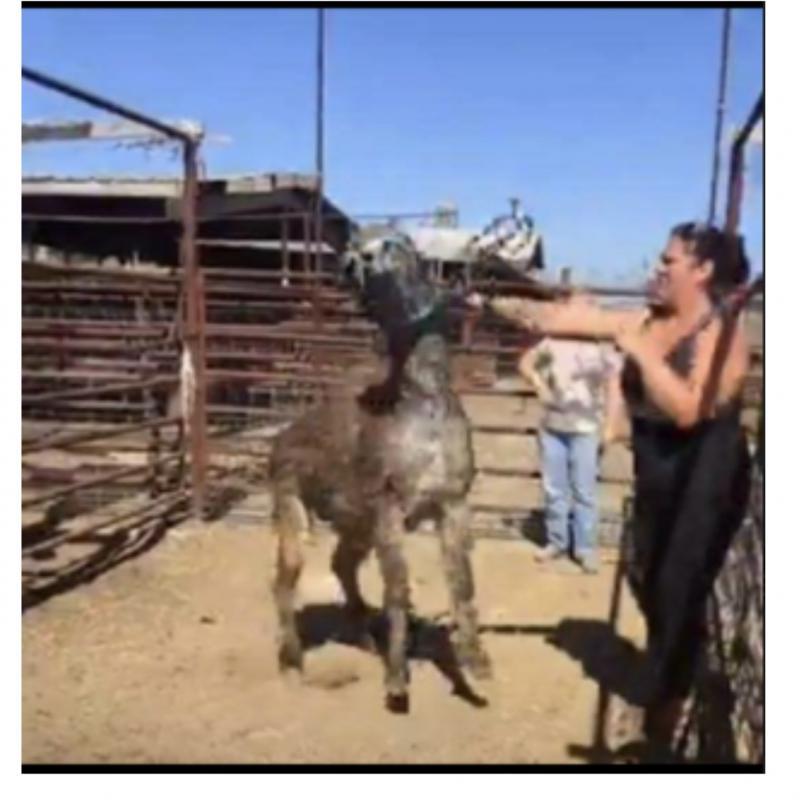 HiCaliber Horse Rescue: The Long Con and Financial Fraud of Michelle Knuttila