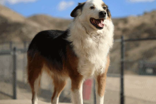 1,000 Dogs Will Die If the FBI Wins This Case