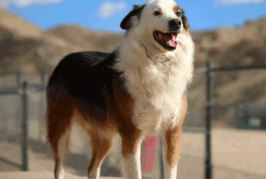 1,000 Dogs Will Die If the FBI Wins This Case