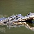 gator 4