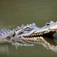 gator 4