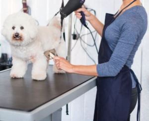 dog groom 1