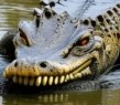 gator 7