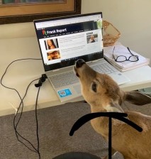 Frank Report has the dearest readers. DEER FR