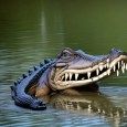 gator 4