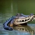 gator 4