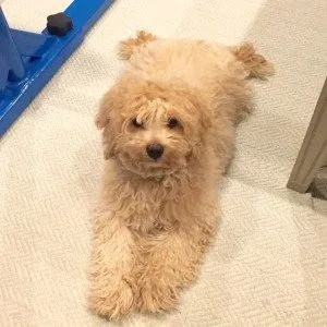 Ambrose cody dog